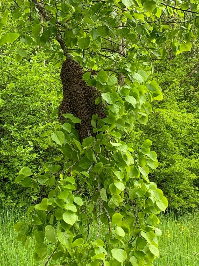 Bienen2